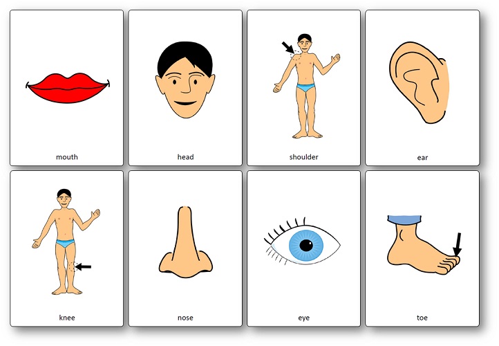 Head, Shoulders, Knees and Toes song Flashcards printable