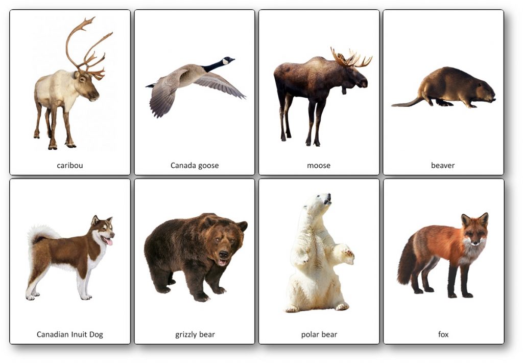 canadian animals symbols for kids kindergarten